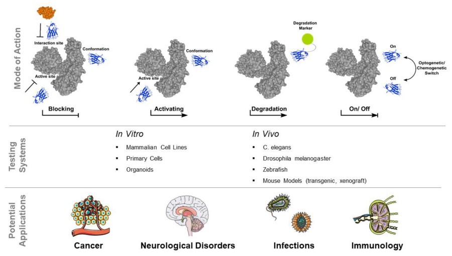 Fig. 1 Summary of promising intrabodies are depicted underlining their potential for preclinical research and clinical application. (OA Literature).