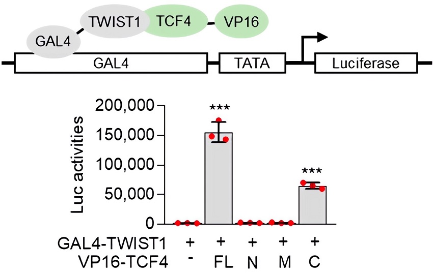 Fig. 1 Yeast two-hybrid system. (OA Literature)