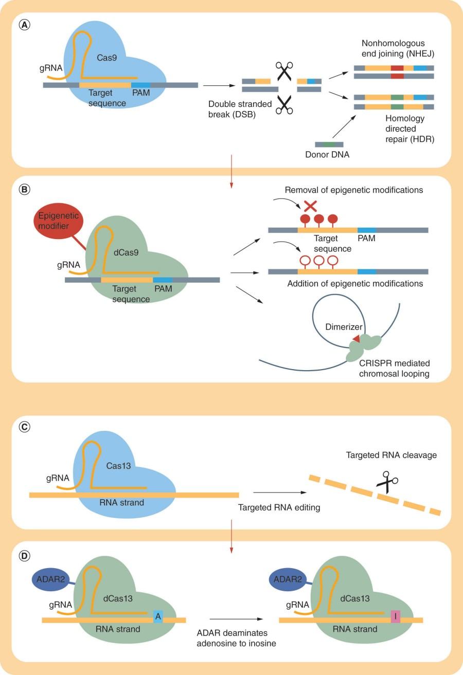 Fig. 1 Mechanisms of CRISPR/Cas9-mediated genome editing and epigenome modulation. (OA Literature).