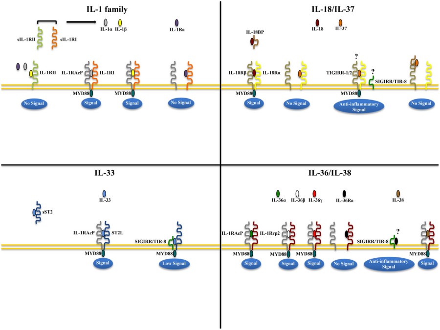 Fig. 1 Schematic representation of receptor-ligand pairing. (OA Literature).