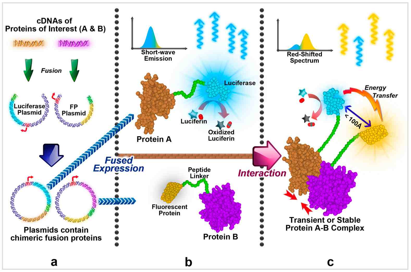 Fig. 1 BRET assay. (OA Literature)