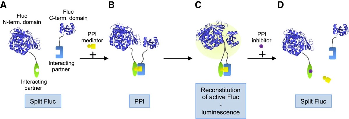 Fig. 1 Principle of Fluc PCA. (OA Literature) .