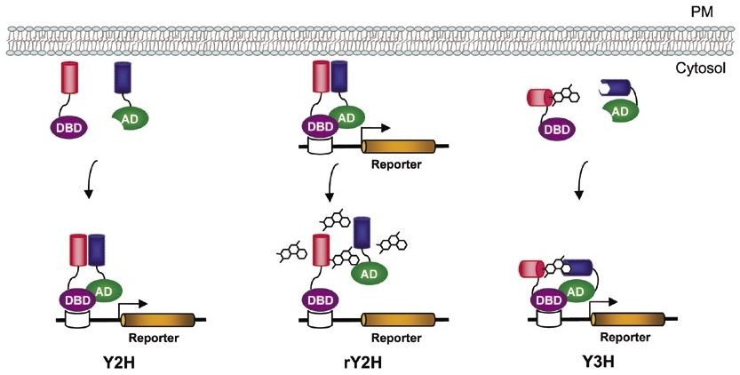 Fig. 1 Reverse yeast two-hybrid (rY2H). (OA Literature)