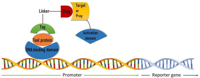 Fig. 1 Schematic representation of Y2H based drug-target interaction identification. (Creative Biolabs Original).