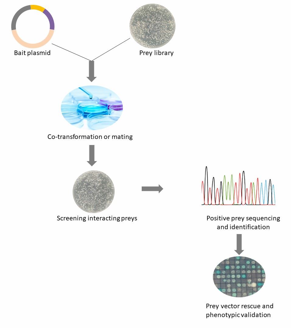Fig. 1 Random Y2H library screening. (Creative Biolabs Original)