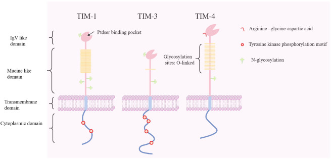Fig. 1 Schematic domain topology of human HAVCR1 single pass transmembrane receptor for recombinant membrane protein research reagent reference. (OA Literature)