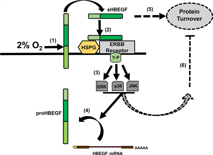 Fig.1 Regulation of HBEGF by downstream signaling. (OA Literature)