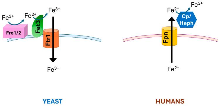 Fig. 1 The ferroxidase-permease iron transport machinery in yeast and human cells. (OA Literature)