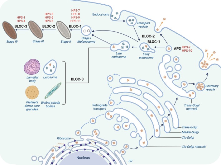 Fig. 1 Schematic cellular overview of cytoplasmic BLOC 3 (HPS1 HPS4) complex involved in vesicle sorting processes for recombinant cytoplasmic cofactor research reagent reference. (OA Literature)