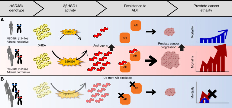 Fig. 1 HSD3B1 genotype-androgen synthesis pathway schematic for CRPC hormone therapy resistance research, applicable to HSD3B1 genotyping assay, recombinant protein and enzyme activity detection functional experiments. (OA Literature)