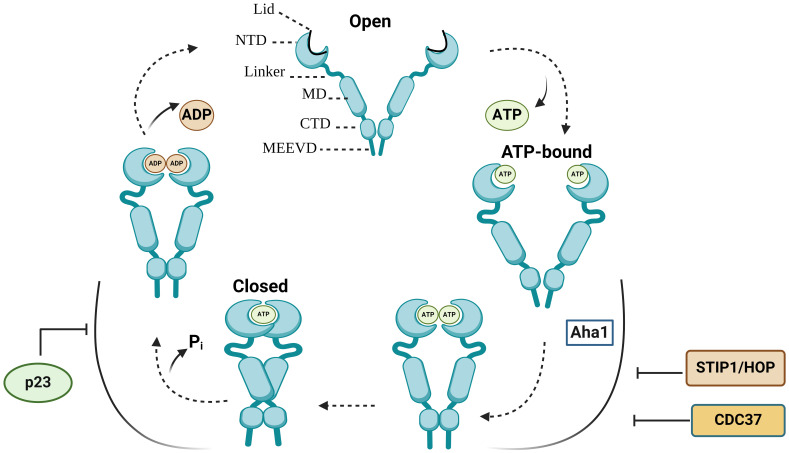 Fig. 1 Schematic representation of human HSP90AA1 homodimer chaperone conformational cycle for recombinant cytosolic chaperone research reagent reference. (OA Literature)