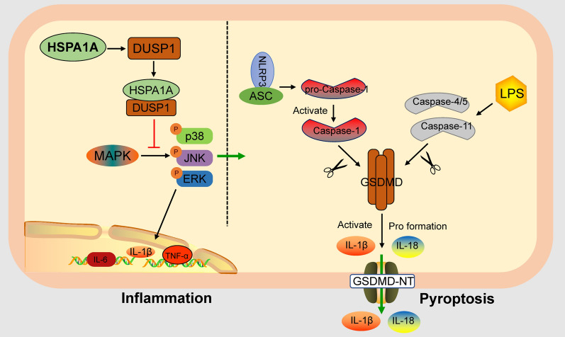 Fig. 1 HSPA1A anti-inflammatory & anti-pyroptosis regulatory pathway schematic for innate immunity, sepsis and inflammatory cell death research reagents. (OA Literature)