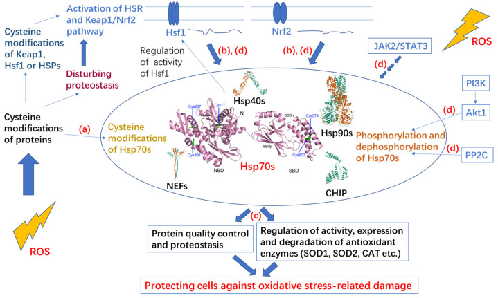 Fig. 1 Schematic of cytosolic Hsp70 domain architecture (HSPA1A, highly homologous to HSPA1B) showing NBD-linker-SBD modular organization, for HSPA1B chaperone-polypeptide interaction research reagents. (OA Literature)
