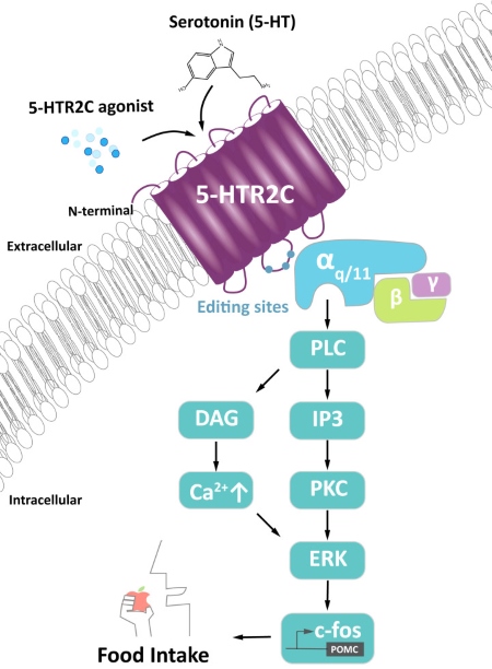 Fig. 1 Conceptual signaling diagram of HTR2C‑mediated intracellular signal transduction cascade. (OA Literature)