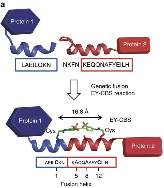 Fig.1 Connecting two proteins using a fusion alpha helix stabilized by a chemical cross-linker. (Jeong, et al., 2016)