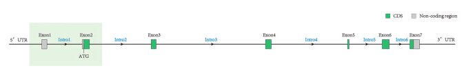 Fig. 1 Gene structure schematic of IFI27, showing UTR, exon intron organization and translation initiation site, for gene level bioinformatics analysis. (OA Literature)
