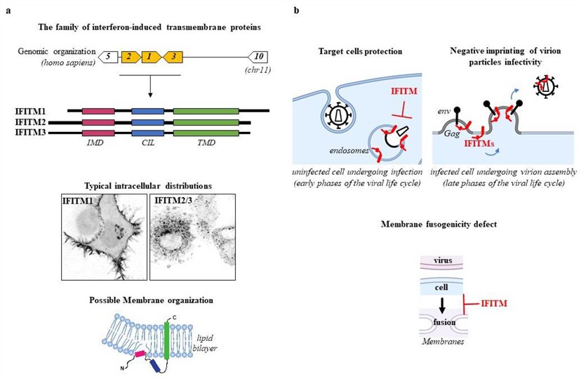 Fig.1 IFITMs containing IFITM1 and their effects against HIV-1. (OA Literature)