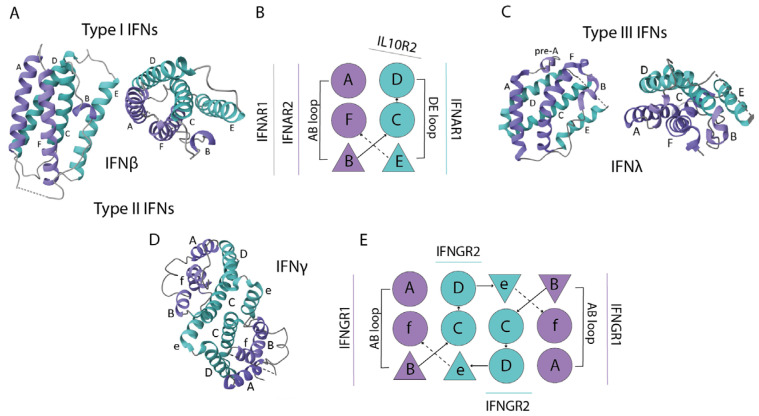 Fig. 1 Structural comparison of human interferon family members, showing mature secreted IFNB1 (IFN β) together with other interferon isoforms and receptor schematics for structural context. (OA Literature)
