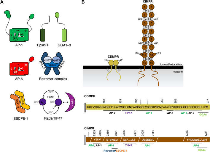 Fig. 1 Structural schematic of human IGF2R (CIMPR) multi ligand transmembrane receptor, reference illustration for IGF2R related membrane protein research reagents. (OA Literature)