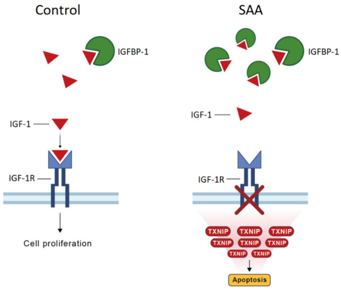 Fig. 1 Mechanism of SAA-induced IGFBP-1 upregulation blocking IGF-1/IGF-1R proliferation axis and driving TXNIP-dependent apoptosis. (OA Literature)