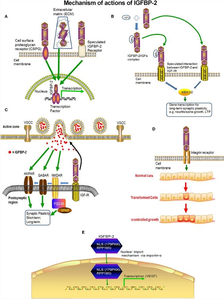Fig.1. Mechanisms of action of IGFBP2. (OA Literature)