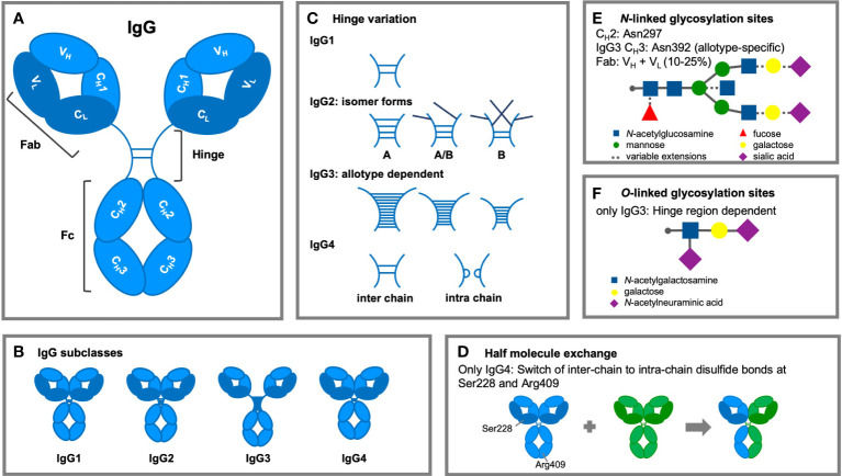 Fig. 1 IgG subclass structural differences, special hinge and glycosylation features of IgG3. (OA Literature)
