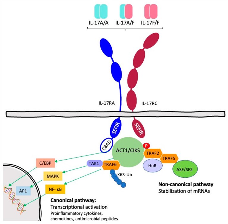 Fig.1. IL17F-IL17RA/RC signalling pathways. (OA Literature)