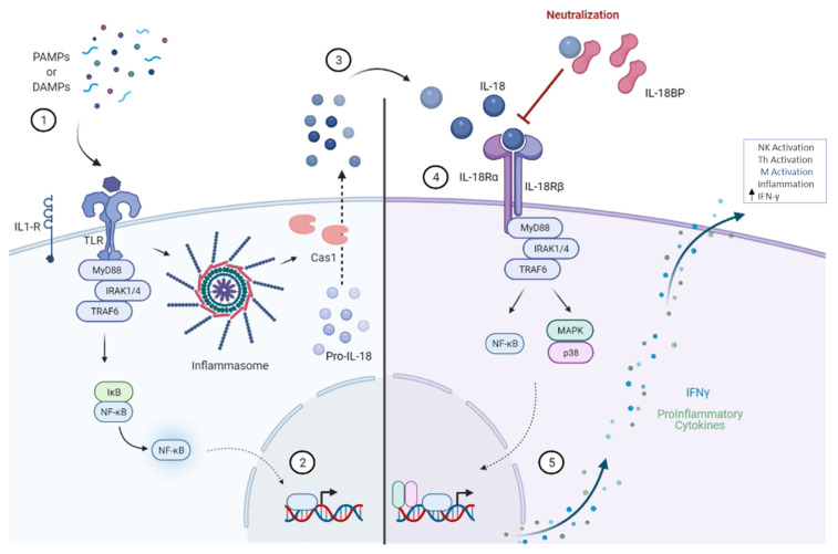 Fig. 1 Schematic of IL 18 signaling cascade, highlighting secreted soluble IL18BP as IL 18 neutralizing decoy protein. (OA Literature)