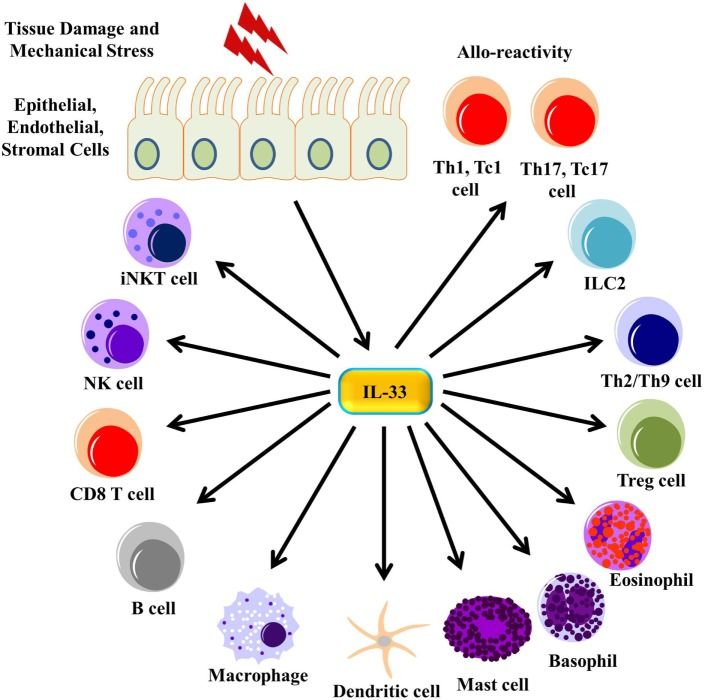 Fig. 1 Immune cell populations responsive to IL-33 via IL1RL1 (ST2) receptor. (OA Literature)