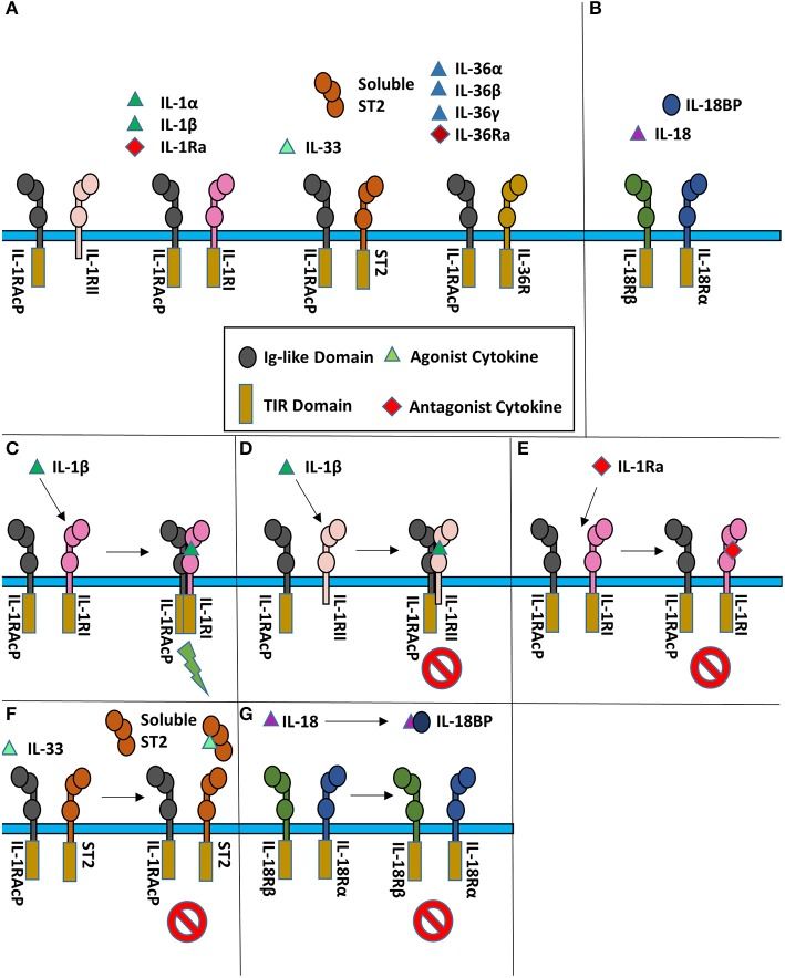 Fig. 1 Schematic of agonistic and antagonistic signal transduction of IL-1 cytokine family, focusing on IL1RN competitive receptor blocking. (OA Literature)