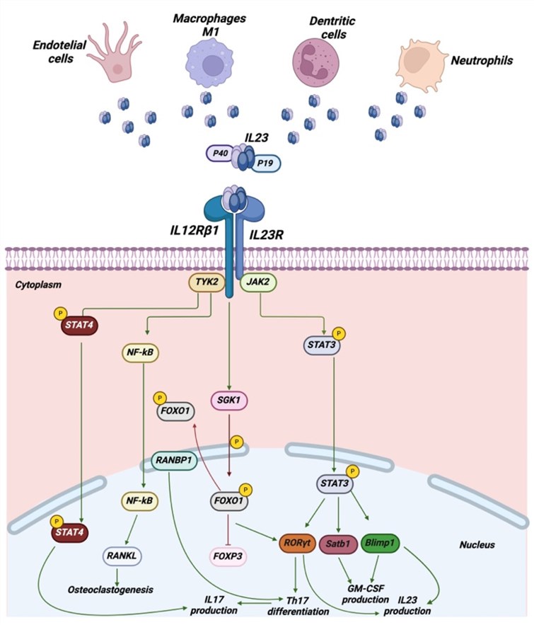 Fig.1 IL23R pathway. (OA Literature)