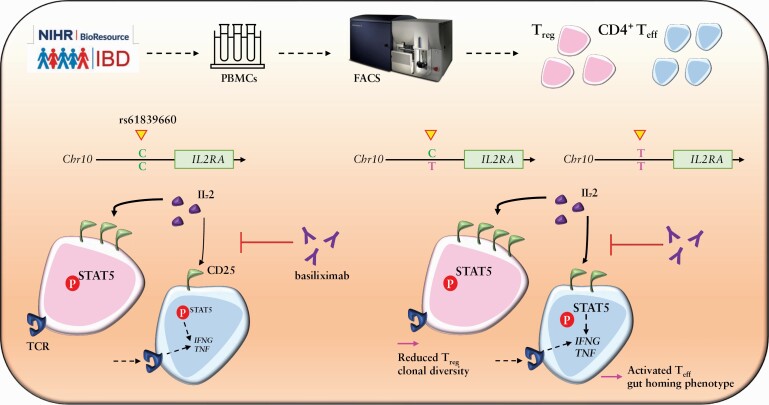 Fig. 1 IL2RA variant immune pathway diagram for genotype-phenotype analysis and antibody functional testing. (OA Literature)