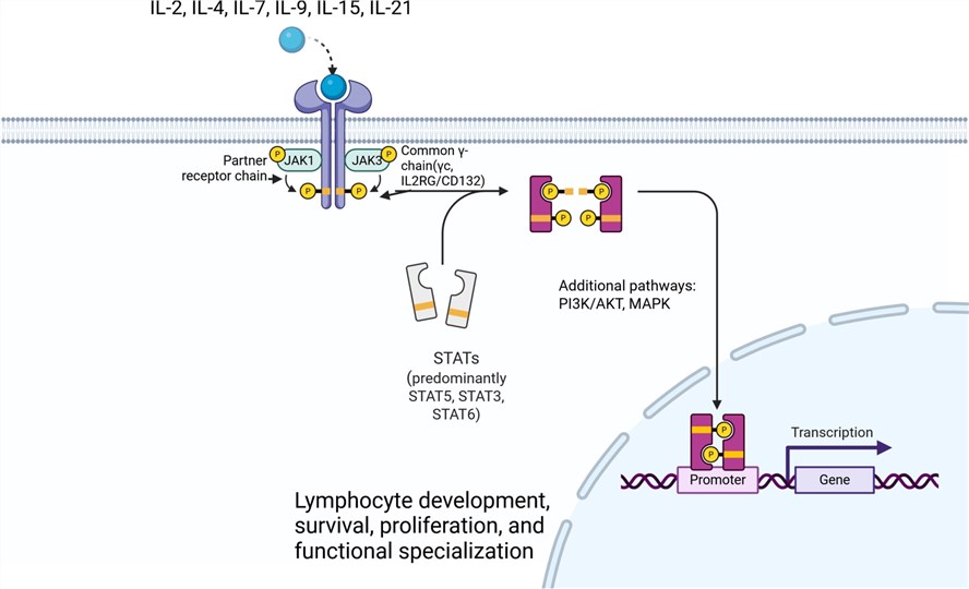 Fig.1 Schematic overview of IL2RG/CD132-dependent cytokine receptor signaling. (OA Literature)
