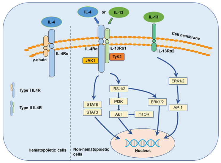 Fig. 1 Schematic of dual IL4 receptor subtypes and multi-branched JAK-STAT/PI3K/ERK inflammatory signaling pathway. (OA Literature)