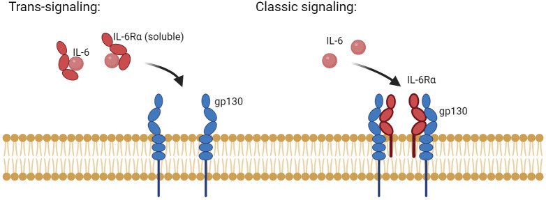 Fig. 1 Simplified diagram of two distinct IL6R-mediated IL-6 signal transduction modes. (OA Literature)