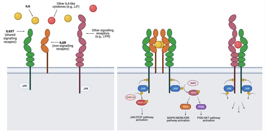 Fig.1 Summary of signalling of IL6ST. (OA Literature)