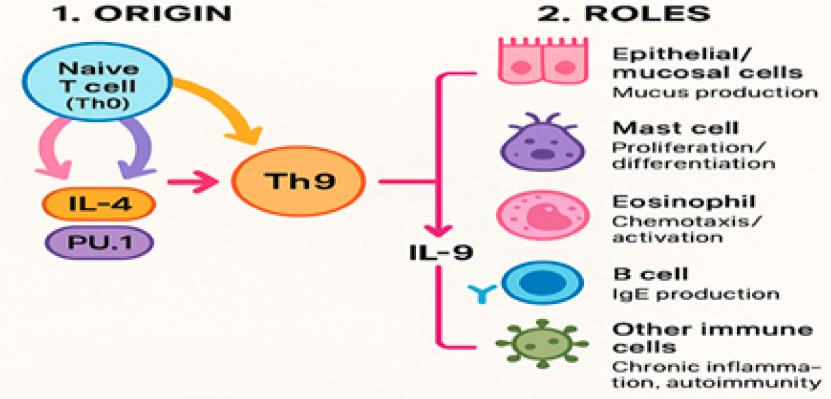 Fig.1 IL-9 effector functions in immunity. (OA Literature)