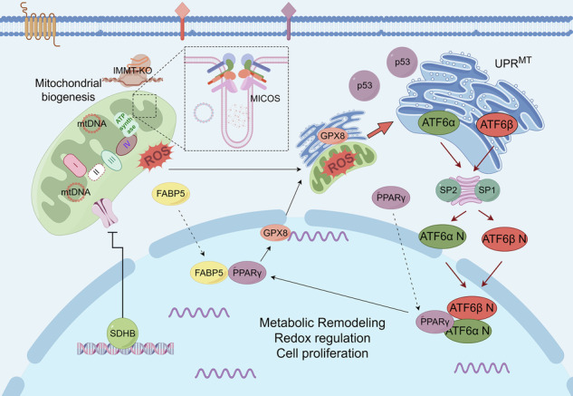 Fig. 1 Schematic of MICOS-IMMT complex localized at mitochondrial cristae junction, for mitochondrial inner-membrane scaffold protein research reagents. (OA Literature)