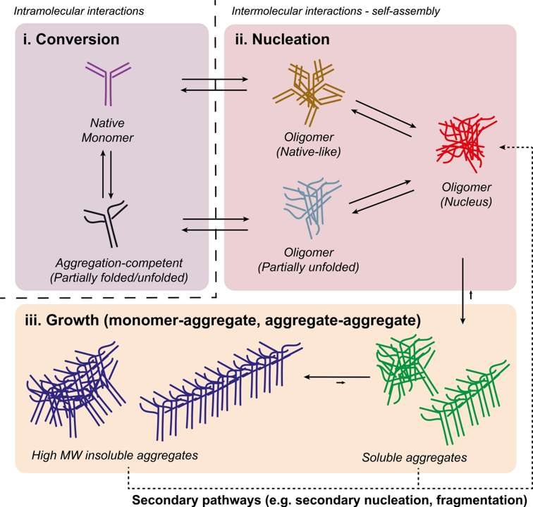 Fig.1 Schematic illustration of the molecular events in protein aggregation. (Pang, et al., 2023)