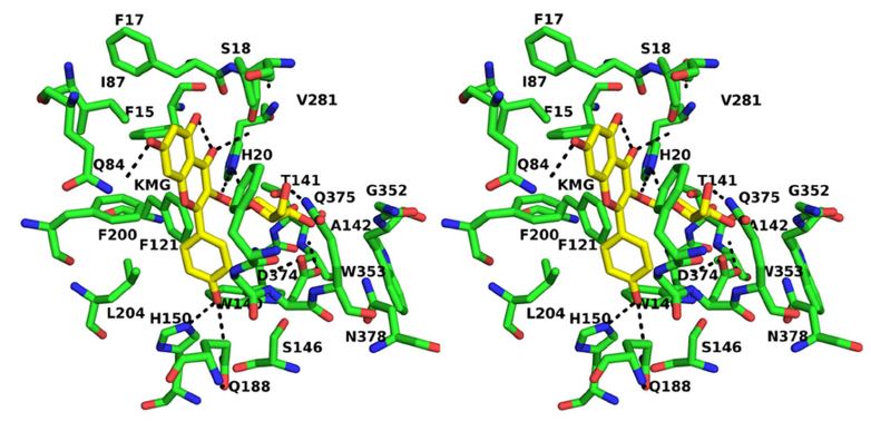 Docked complex of UGT with kaempferol and UDP-glucose. 