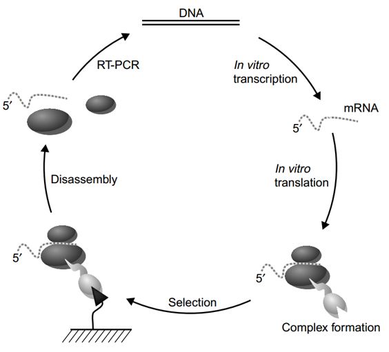 Schematic representation of a ribosome display selection round.