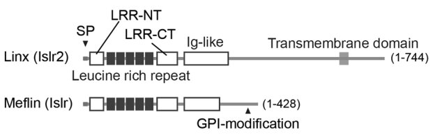 Fig. 1 Domain schematic of human ISLR2 (Linx) transmembrane cell surface protein, reference illustration for ISLR2 related research reagents. (OA Literature)
