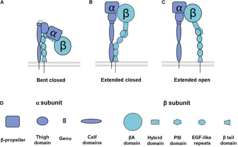Fig. 1 General integrin α/β heterodimer conformation and domain organization applicable to ITGA2-containing integrins. (OA Literature)