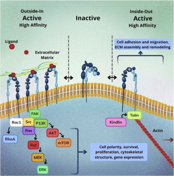 Fig. 1 Schematic of bidirectional inside-out/outside-in ITGA4 integrin signaling and conformational activation. (OA Literature)