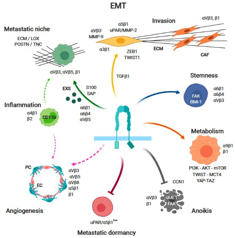 Fig. 1 Multifunctional roles of ITGAV (αV) integrin heterodimers in cancer metastasis, EMT and malignant progression. (OA Literature)