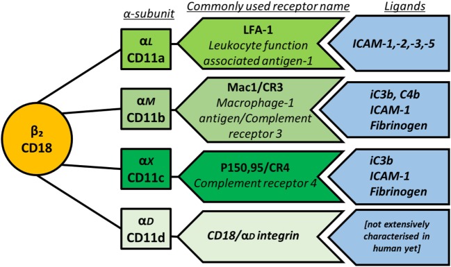 Fig. 1 Classification of β2 integrin subfamily. ITGAX (CD11c/αX) forms integrin αXβ2 (CR4) with ITGB2 (CD18), binding iC3b, ICAM-1 and fibrinogen to regulate myeloid immune cell adhesion and phagocytosis. (OA Literature)