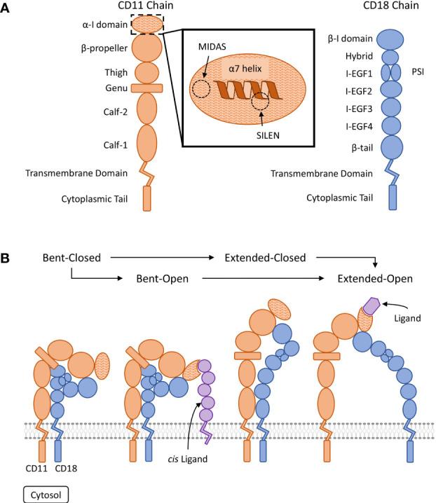 Fig.1 Structure of ITGB2. (OA Literature)