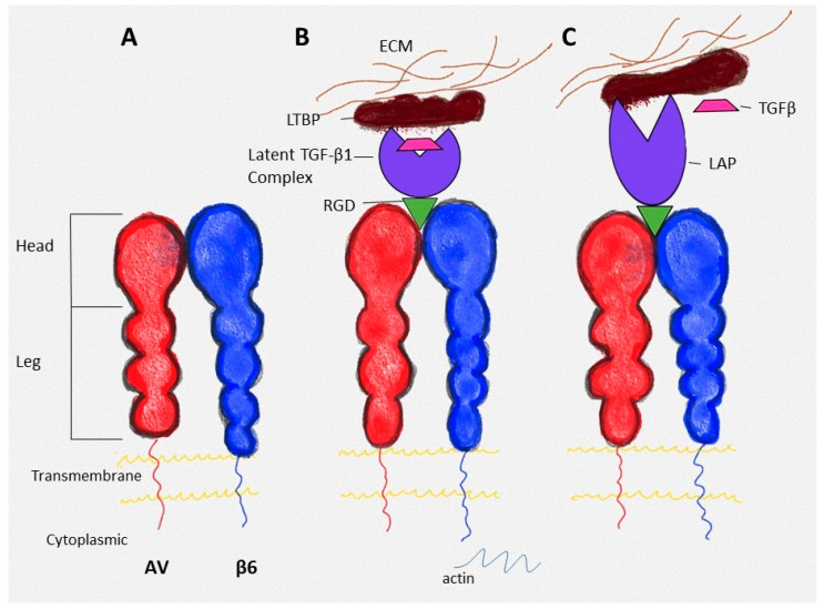 Fig. 1 Schematic representation of ITGAV ITGB6 (αvβ6) integrin structure and its functional process in latent TGF β1 complex binding and activation. (OA Literature)