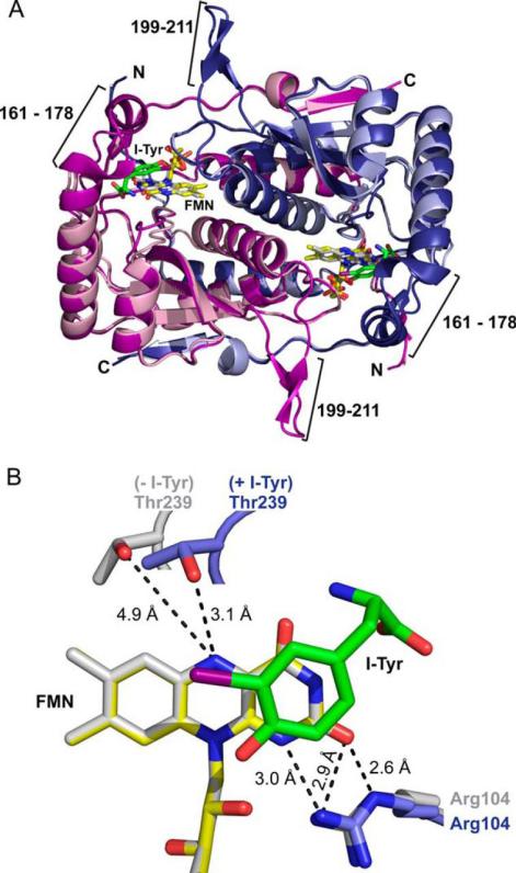 Fig.1 The structure of human IYD (hIYD). (OA Literature)