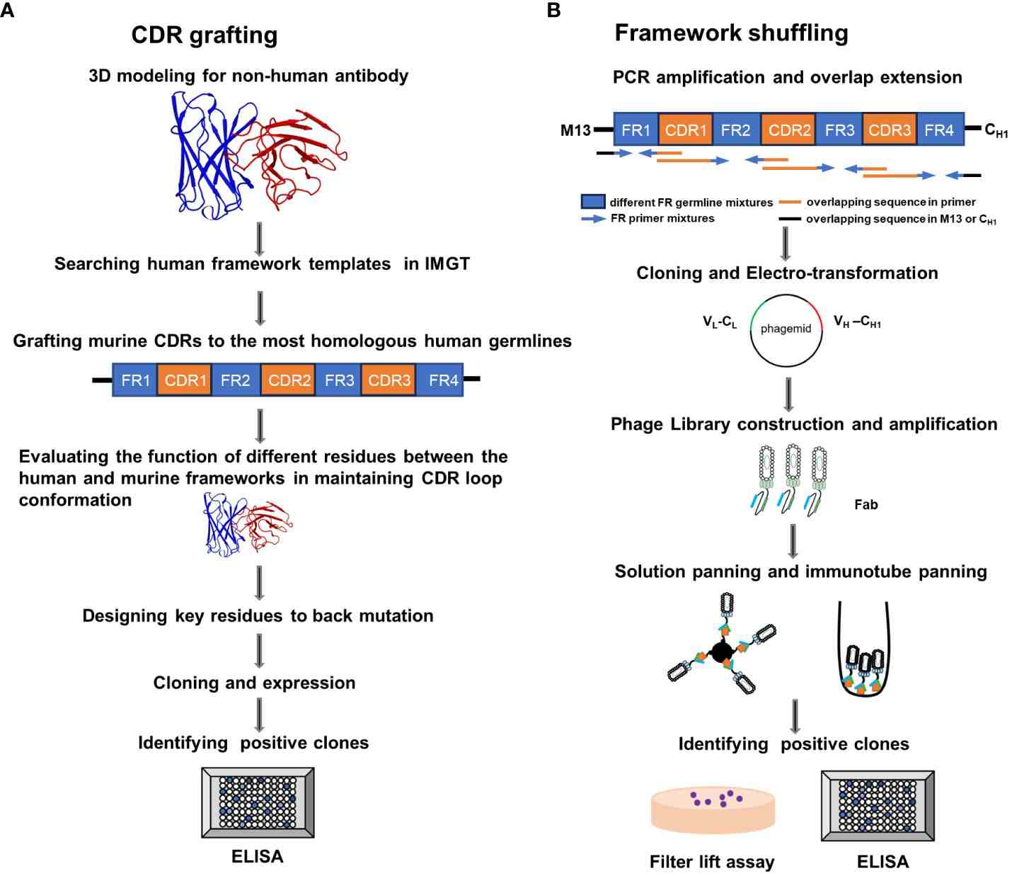 Complementarity determining region (CDR) grafting and framework (FR) shuffling humanization strategies. (OA Literature).